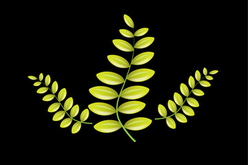 Fern leaves logo vector image