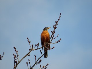 Red Breasted Robin perched on a tree branch 