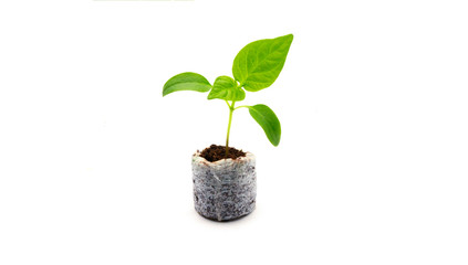 Fototapeta na wymiar Young seedlings of bell pepper in a peat tablet isolated on a white background. Ecological home growing of pepper seedlings in a coconut compressed tablet indoors in winter and early spring.