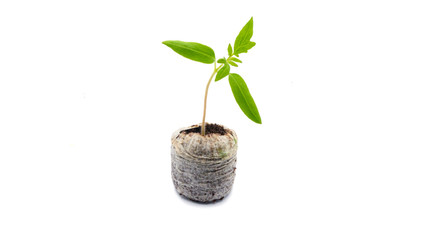 Tomato seedlings in a peat tablet isolated on a white background. Growing tomatoes in a coconut tablet indoors in early spring.
