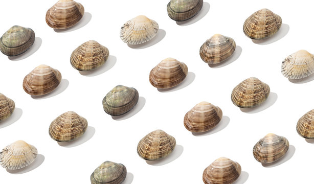 From above fresh clam seafood pattern isolated on white background