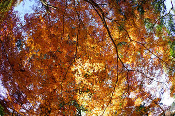 日本楓の紅葉風景
