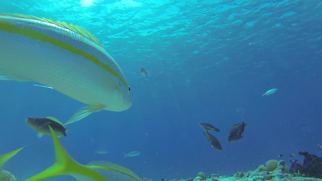 A lot of different beautifully colored fish swimming in front of the camera on the blue ocean floor