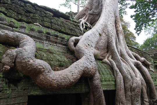 Picturesque scenery of giant tree roots growing over old religious temple of Angkor Wat in Cambodia