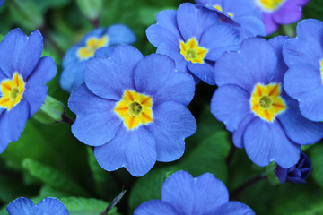 bunte blumen