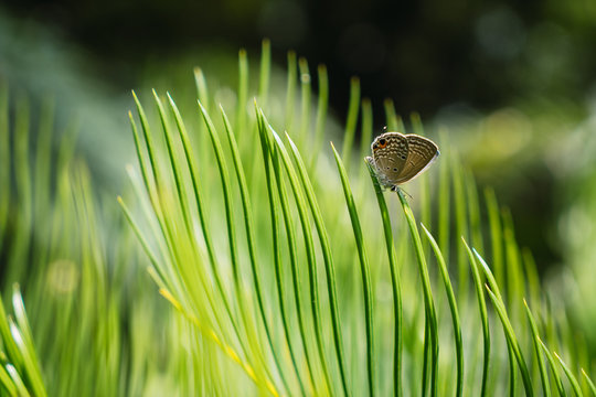 Close-up shot of tiny butterfly on lush green Cycas leaf in sunlight, Qingxiu Mountain, Nanning, China