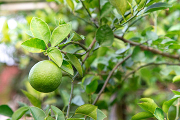 green lemon lime on tree
