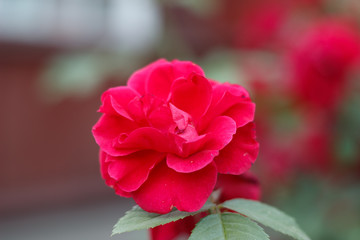 Pink flower on the green branch blooming in the gardern. Blomming bush. Blooming shrub. Close up photo of bright pink blooming flower.  .Macro. Gentle red petal in spring season. Seasonal bloom.