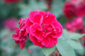 Pink flower on the green branch blooming in the gardern. Blomming bush. Blooming shrub. Close up photo of bright pink blooming flower.  .Macro. Gentle red petal in spring season. Seasonal bloom.