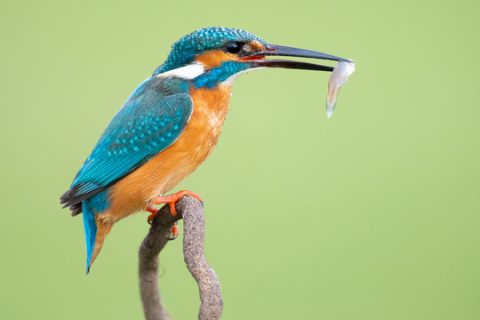 Colorful Kingfisher with long black beak