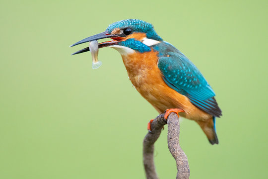 Colorful Kingfisher with long black beak