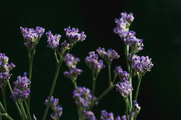 Obraz premium Branch of Limonium Safora on a black background in the bright light of a studio lamp. Decorative element for composing a bouquet.