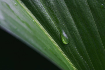 A leaf of a tropical plant closeup is covered with drops of water. The beauty of nature for design and typography.