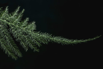 Asparagus branch on a black background in the bright light of a studio lamp. Decorative element for composing a bouquet.