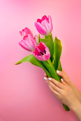 Woman's hand with white manicure hold purple tulips bouquet on pink background. Fresh spring flower