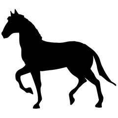 silhouette of a horse
