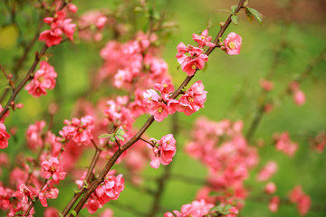 Fototapeta na wymiar Spring blooming flower of fruit trees in garden, awakening and beauty of nature