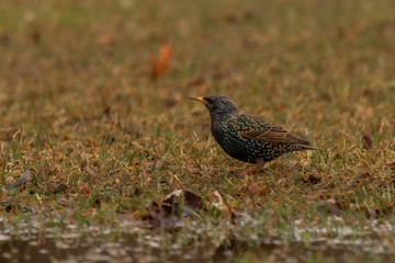 starling in the grass