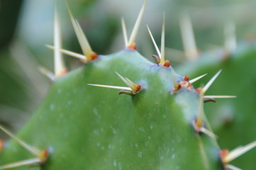  original background made of green cactus, with sharp spines in close-up