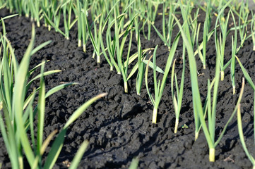 organically cultivated garlic plantation in the vegetable garden