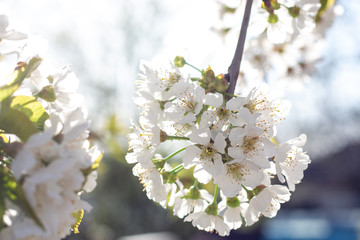 white blooming cherry in spring