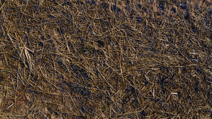 Wood chips, sticks and twigs thrown out of the sea to the beach. Flat view from the top.