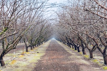 Obraz premium Napa Valley Sausalito in California