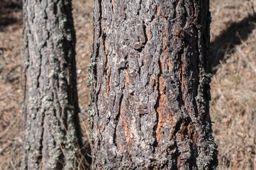 Pine tree trunk bark closeup as wooden background