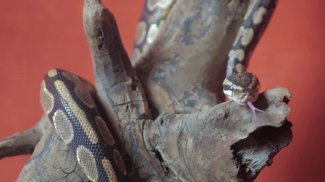 Video of a Python crawling on a dead tree