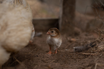 chick
