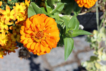 Bright orange marigold flower with plenty of green leaves and some smaller yellow flowers in a...