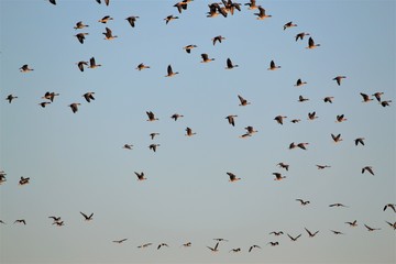 geese fly