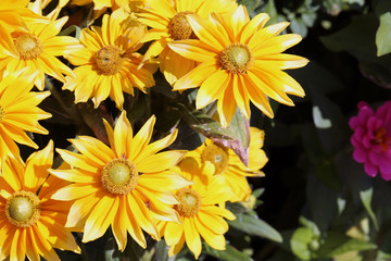 Bright and vibrant big yellow flowers photographed during a sunny summer day. Beautiful park / garden flowers blossoming in a closeup. Concept of happiness, energy, freedom and power. Color photo.
