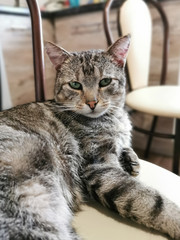 Beautiful gray cat is resting on a chair