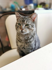 Beautiful gray cat is sitting on a chair