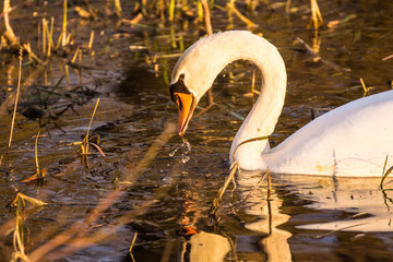 Schwan