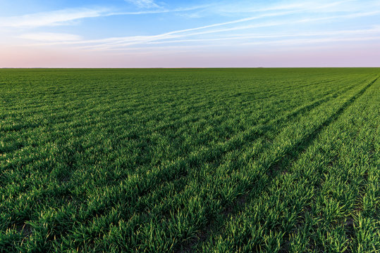 Cultivated wheatgrass field