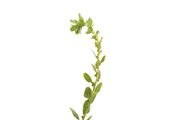 spinach isolated on a white background. curl.