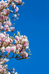 A Magnolia Tree in Spring, with a Blue Sky Behind