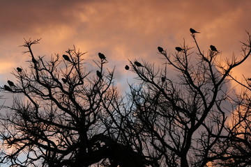 Monk Parakeets (Myiopsitta monachus) perched in tree branches at dawn, Chaco, Argentina