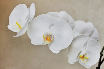 Fototapeta na wymiar a branch of white Orchid flowers on a light background