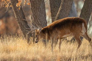 Buck Whitetail Deer During the Fall Rut