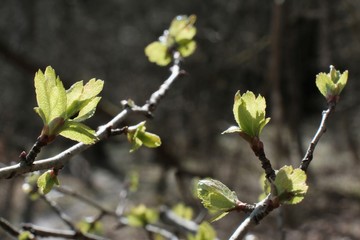 Twigs with light green young leaves illuminated by the sun in early spring