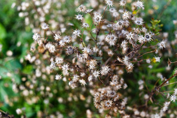 Wild field flowers dried from the sun.