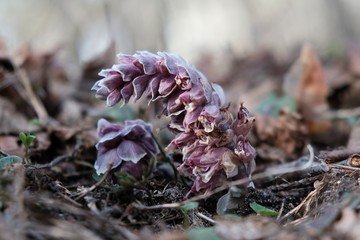 Pink flowers of Lathraea squamaria - medicinal plant