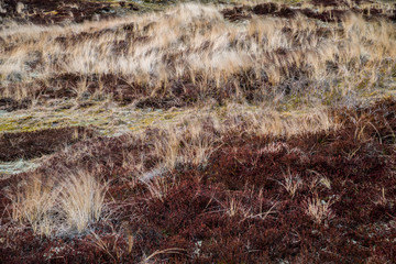 Dünen auf Fanö. Dänemark Urlaub am Meer.