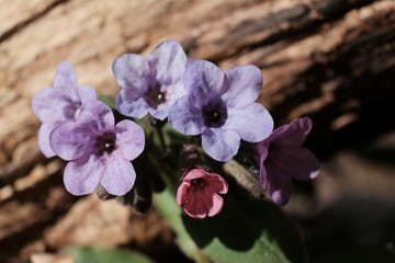 Little violet flowers of  lungwort (Pulmonaria officinalis) - medicinal plant