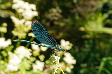 Nahansicht einer Blauflügel-Prachtlibelle