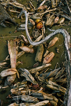 From above wooden tree branches and pieces drifted by ocean on sandy beach in Costa Rica