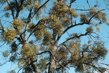 A sick tree attacked by mistletoe (viscum). They are woody, obligate hemiparasitic shrubs